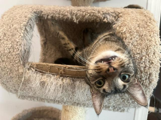 Rowan, Adoptable, Young Male Domestic Short Hair.