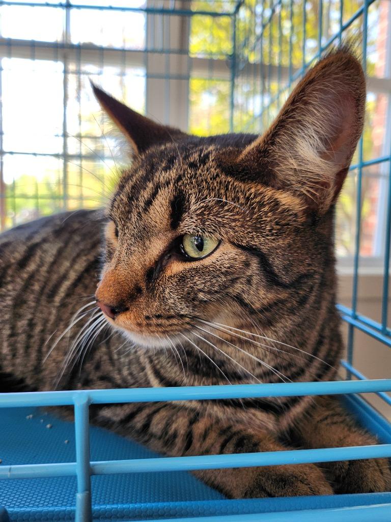 Enlarge Rowan, a Adoptable mixed breed in Pitman, NJ image 3/4