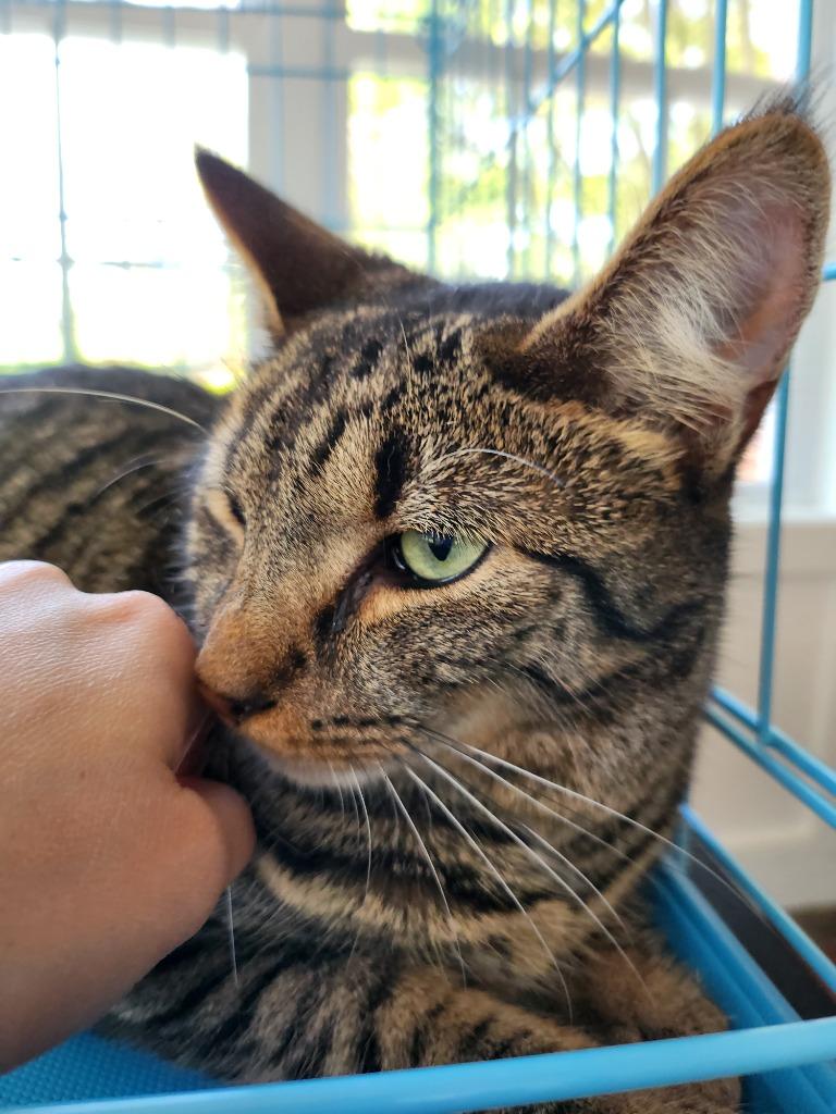 Enlarge Rowan, a Adoptable mixed breed in Pitman, NJ image 4/4