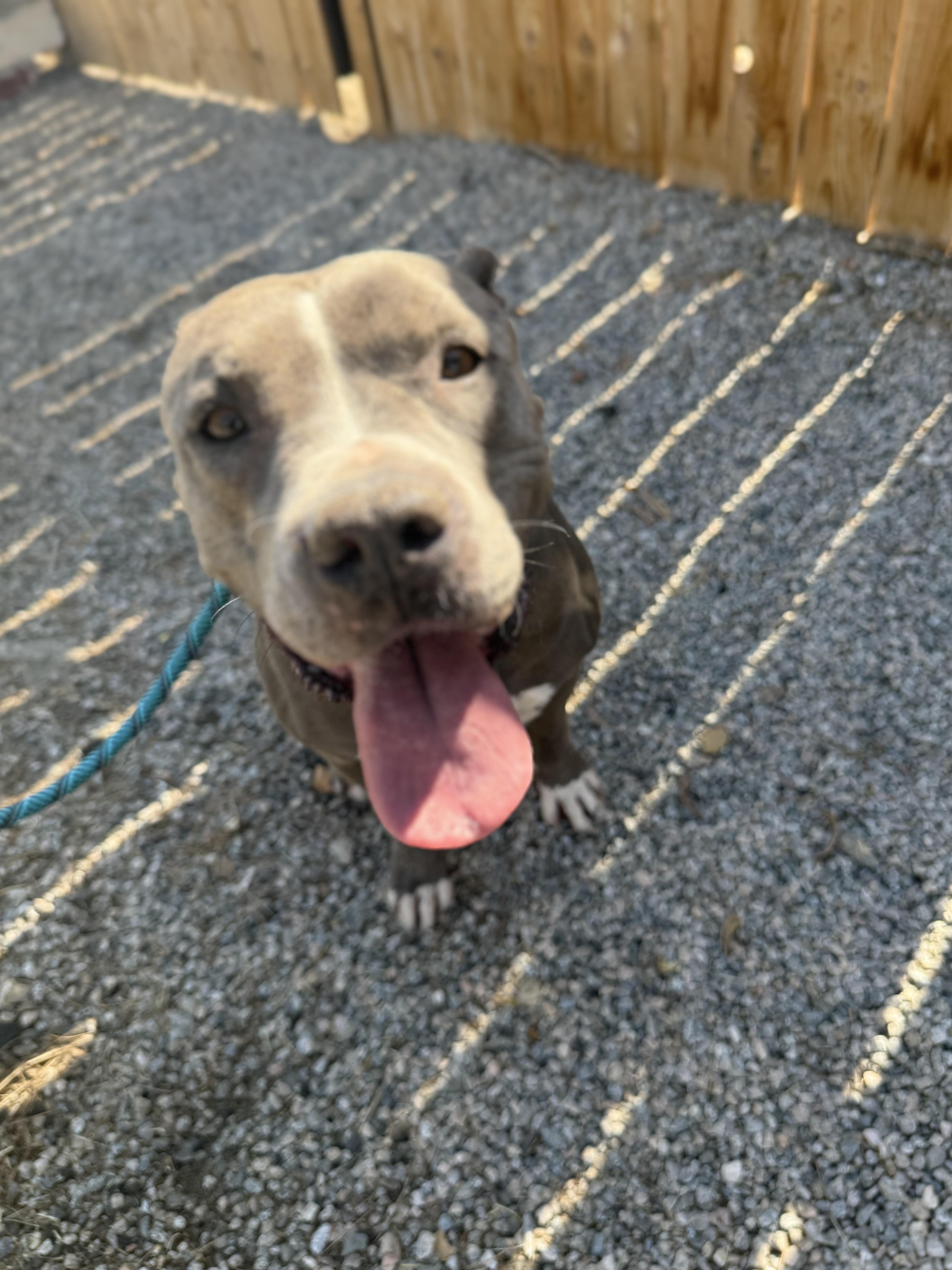 AMELIA, a Adoptable Pit Bull Terrier in Seattle , WA image 1/6