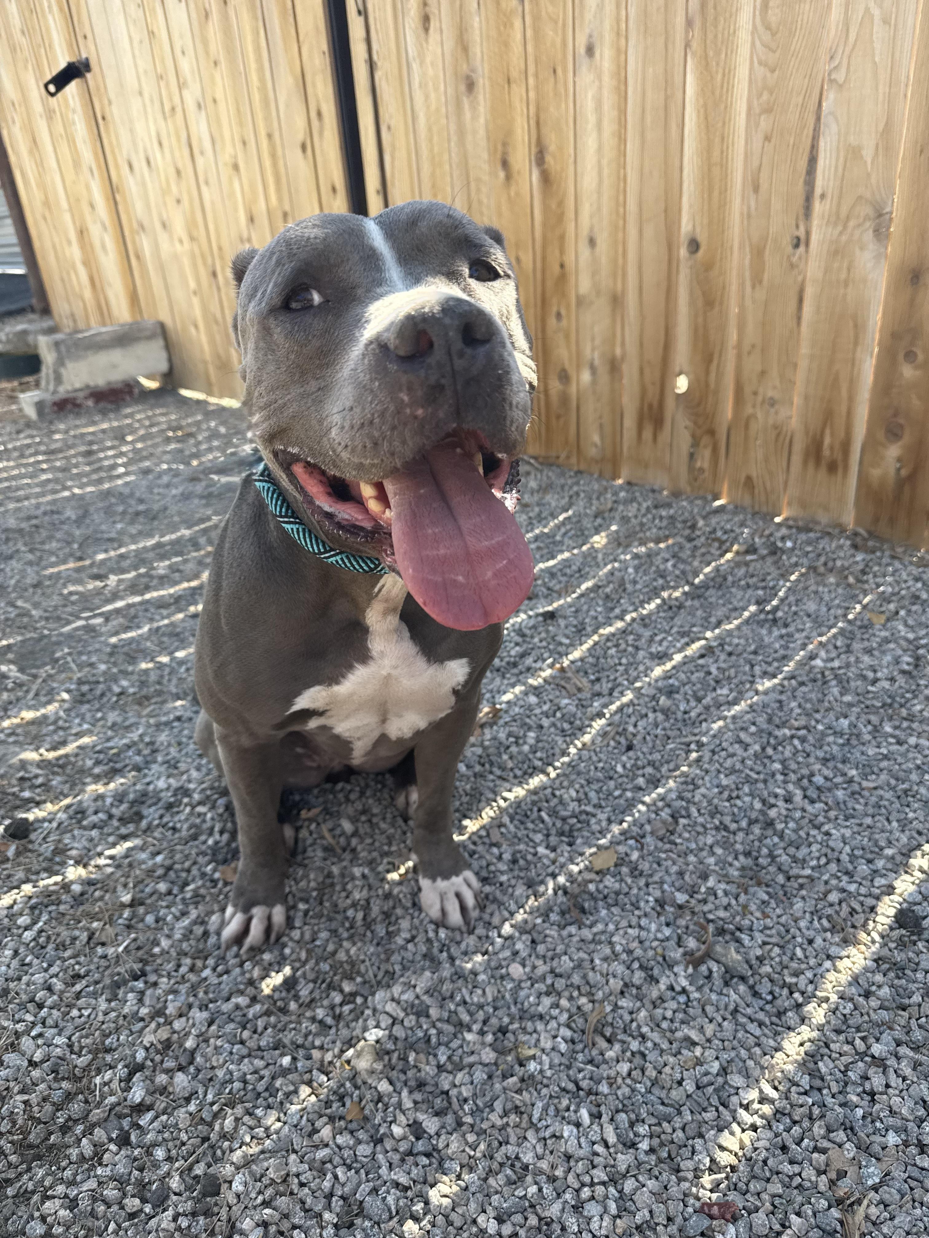 AMELIA, a Adoptable Pit Bull Terrier in Seattle , WA image 3/6