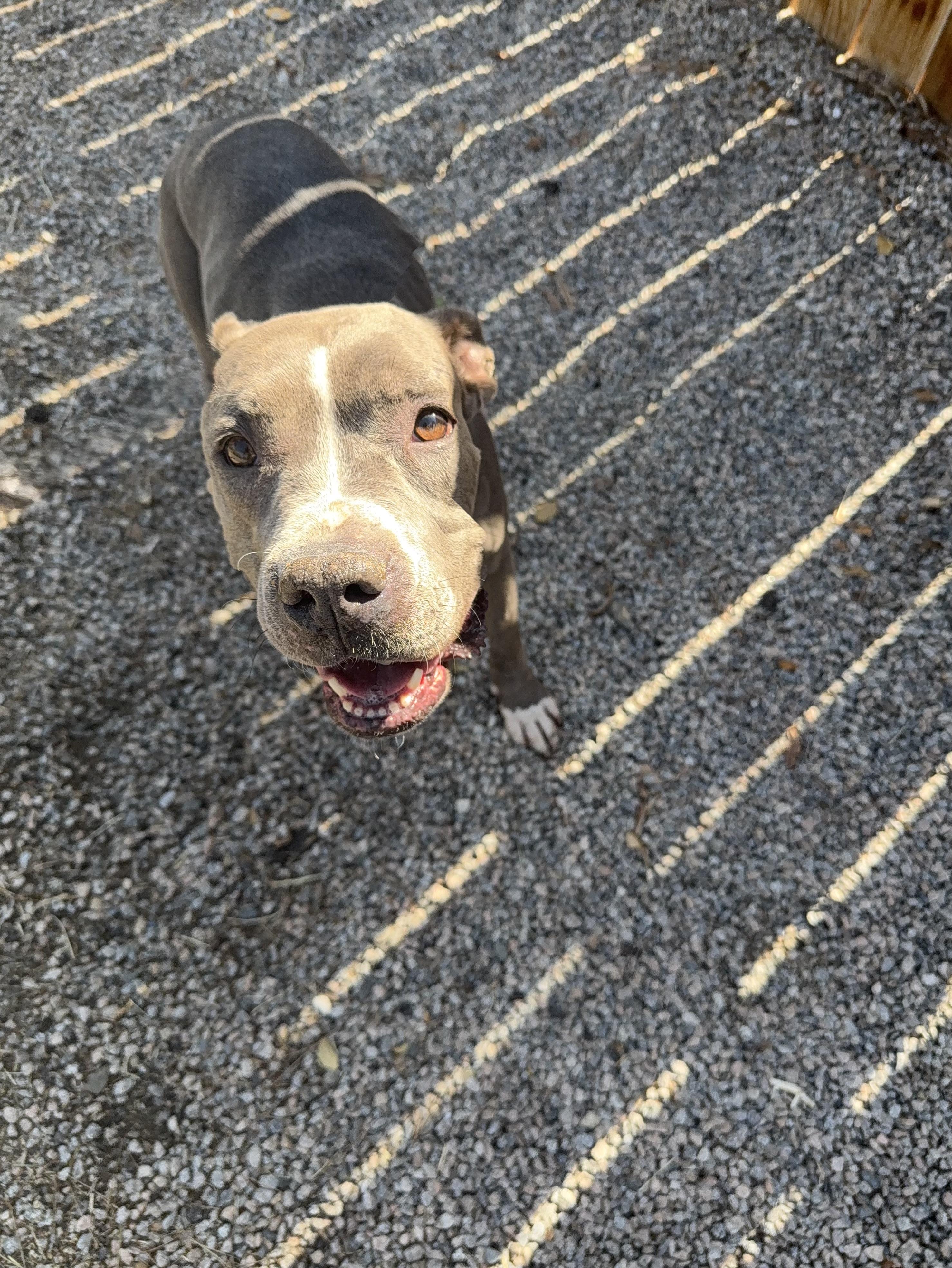 AMELIA, a Adoptable Pit Bull Terrier in Seattle , WA image 2/6