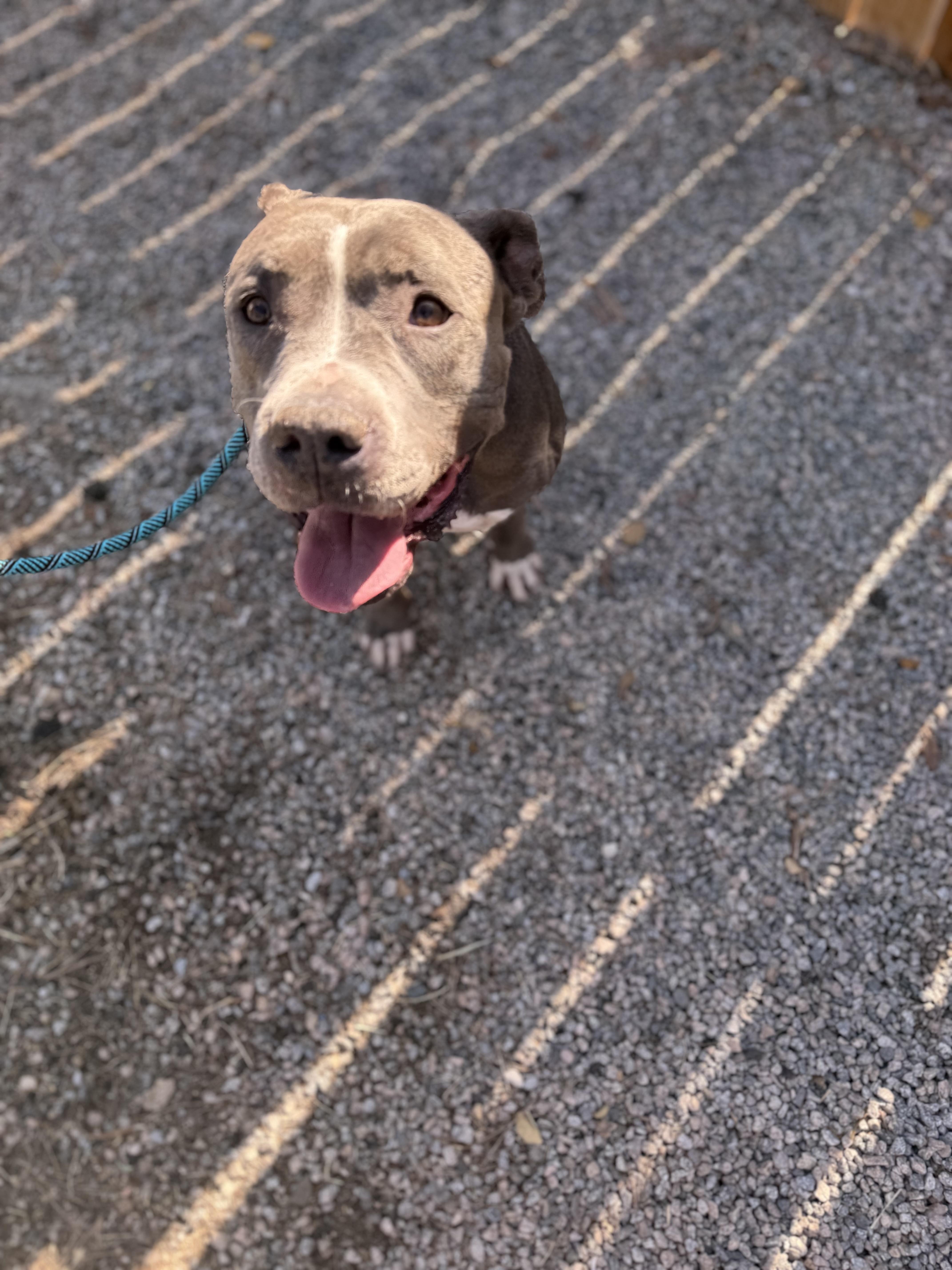 AMELIA, a Adoptable Pit Bull Terrier in Seattle , WA image 4/6