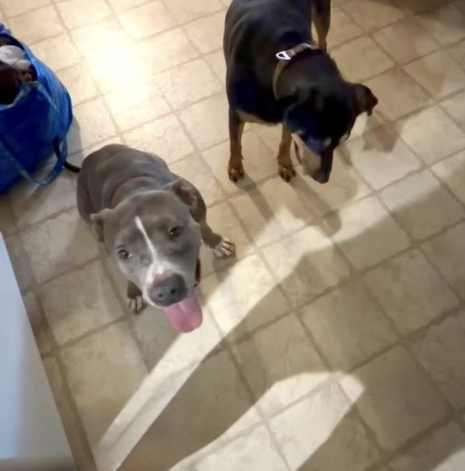 AMELIA, a Adoptable Pit Bull Terrier in Seattle , WA image 6/6