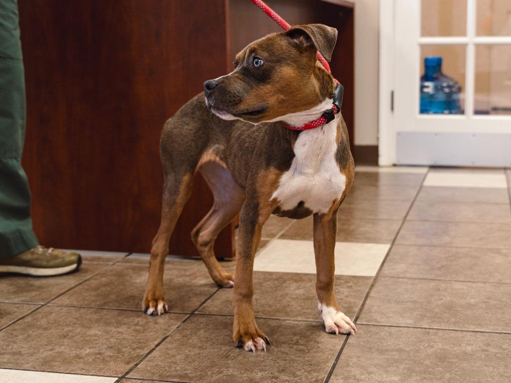 Enlarge Crisco, a Adoptable mixed breed in Mocksville, NC image 1/6