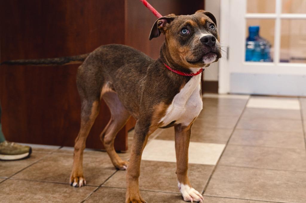 Enlarge Crisco, a Adoptable mixed breed in Mocksville, NC image 2/6