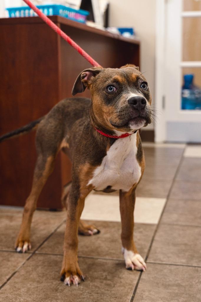 Enlarge Crisco, a Adoptable mixed breed in Mocksville, NC image 3/6