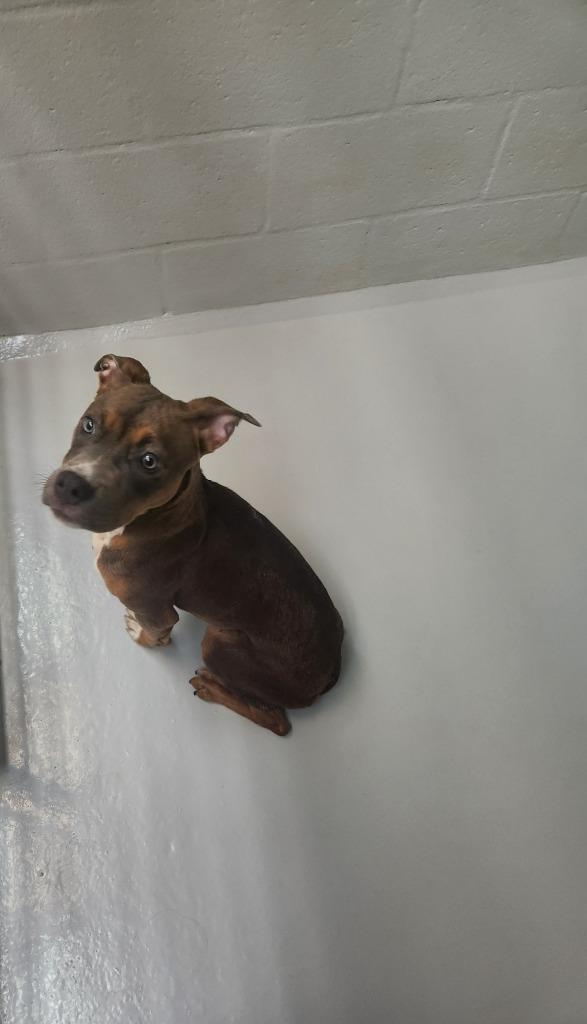 Crisco, Adoptable, Young Female Terrier.