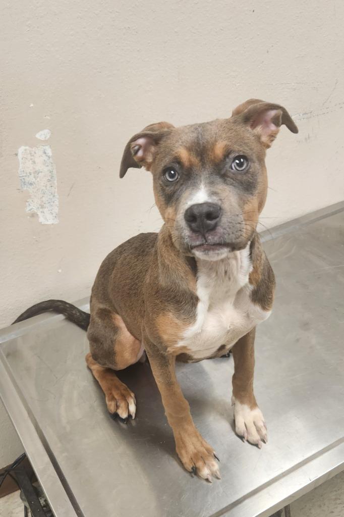 Crisco, a Adoptable mixed breed in Mocksville, NC image 2/2