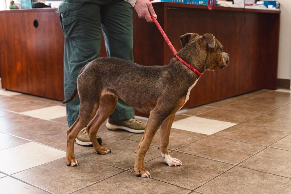 Enlarge Crisco, a Adoptable mixed breed in Mocksville, NC image 6/6