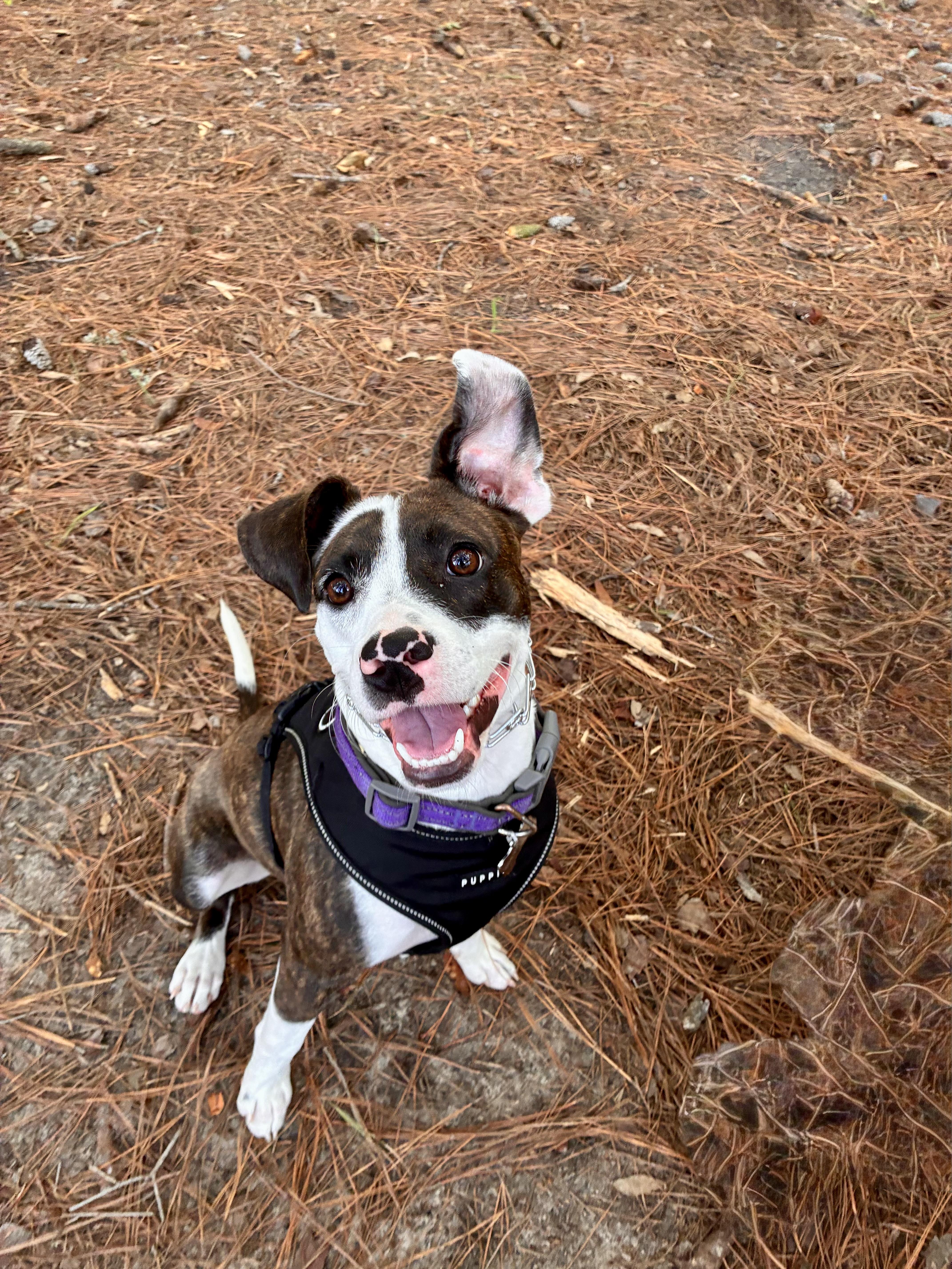 Enlarge Faye, a Adoptable mixed breed in Awendaw, SC image 1/1