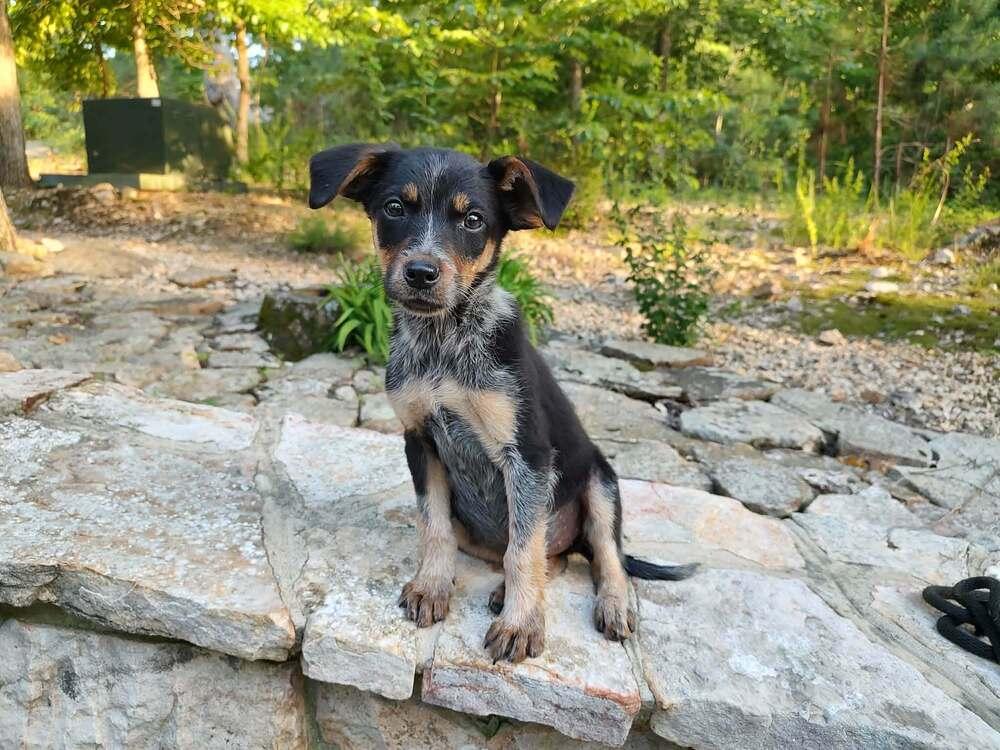 Lil Ryder aka Lola, a Adoptable mixed breed in Warrenton, MO image 1/2