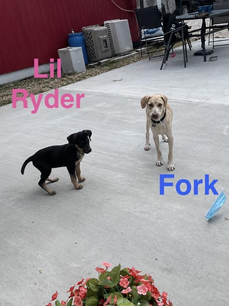 Lil Ryder aka Lola, a Adoptable mixed breed in Warrenton, MO image 2/2