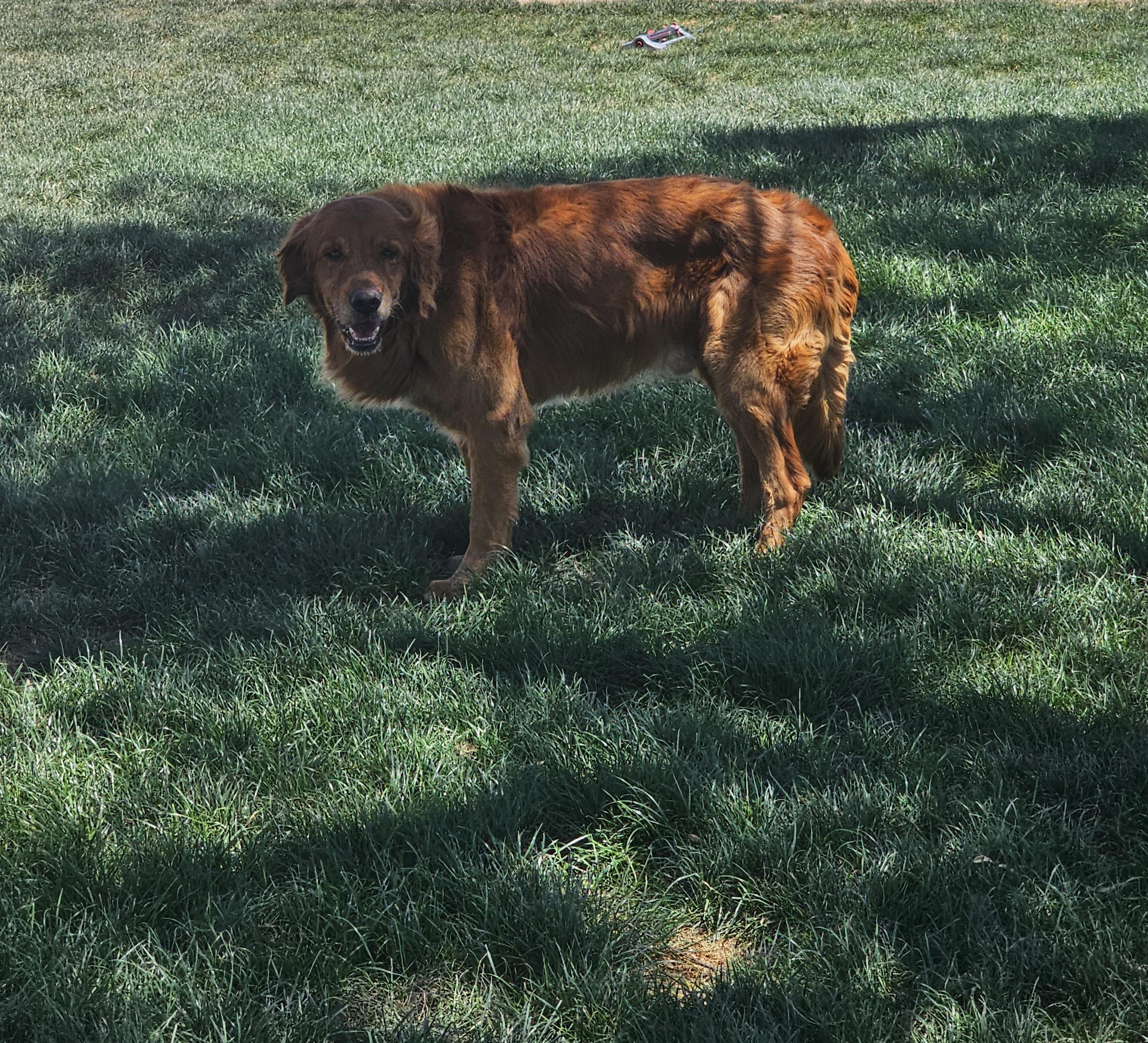 Enlarge Dale, a Adoptable Golden Retriever in Mesa, AZ image 1/1