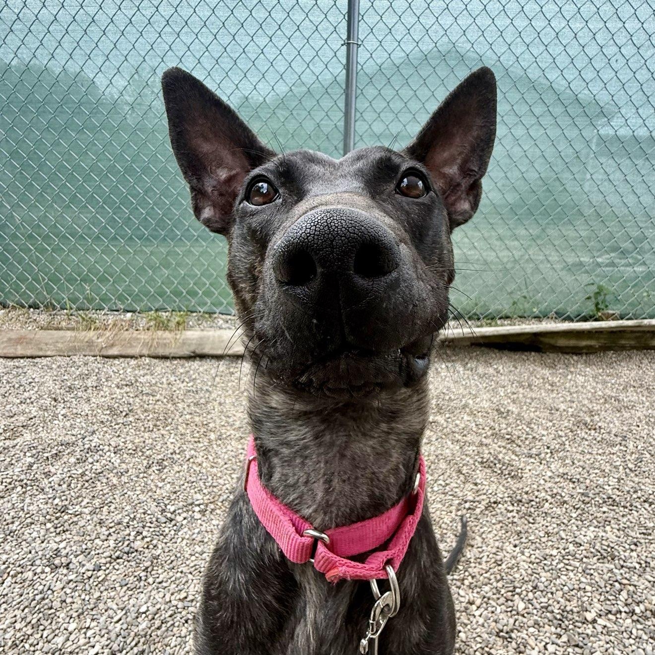 Kronk, Adoptable, Young Male Mixed Breed.