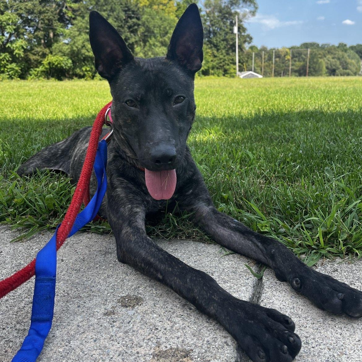Enlarge Kronk, a Adoptable Mixed Breed in Adrian, MI image 4/6