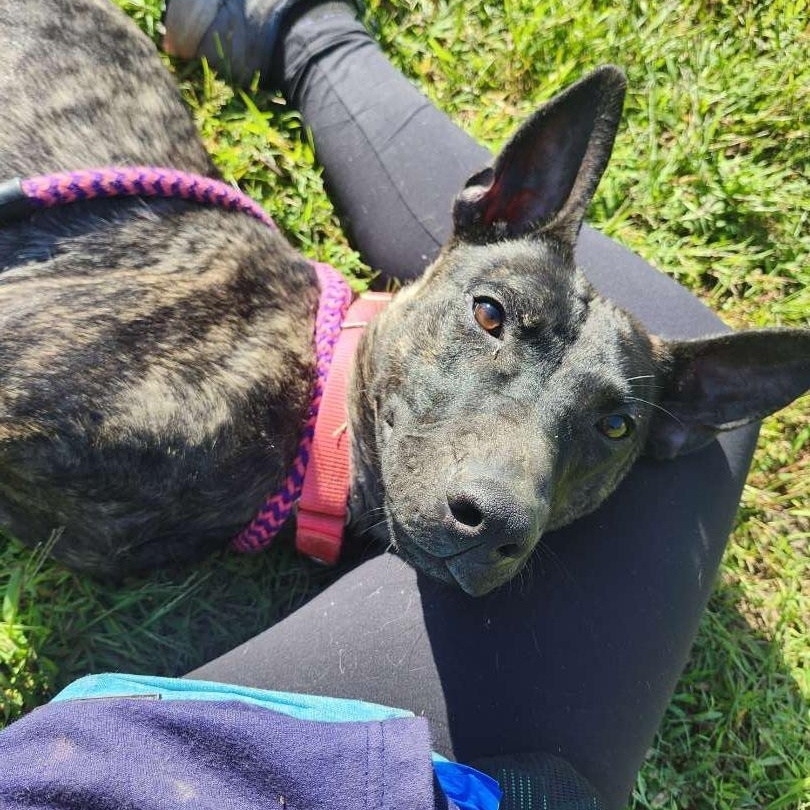 Enlarge Kronk, a Adoptable Mixed Breed in Adrian, MI image 5/6
