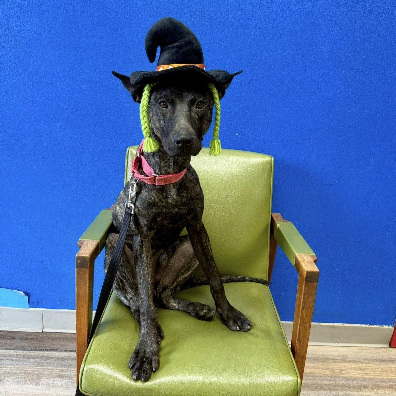 Enlarge Kronk, a Adoptable Mixed Breed in Adrian, MI image 6/6