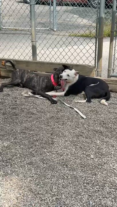 Enlarge Kronk, a Adoptable Mixed Breed in Adrian, MI video 3/6