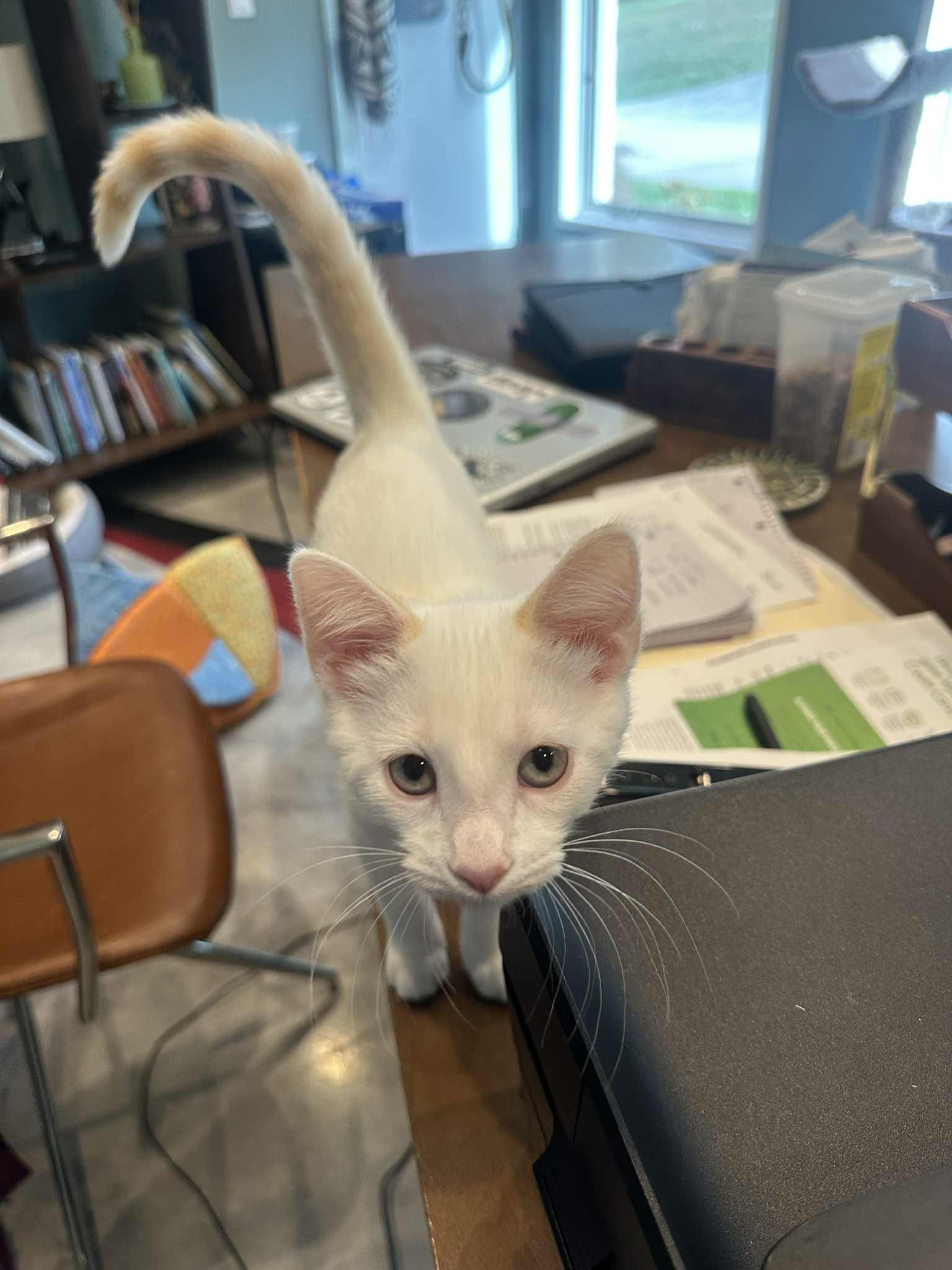 Enlarge Meringue, a Adopted mixed breed in Cincinnati, OH image 1/3