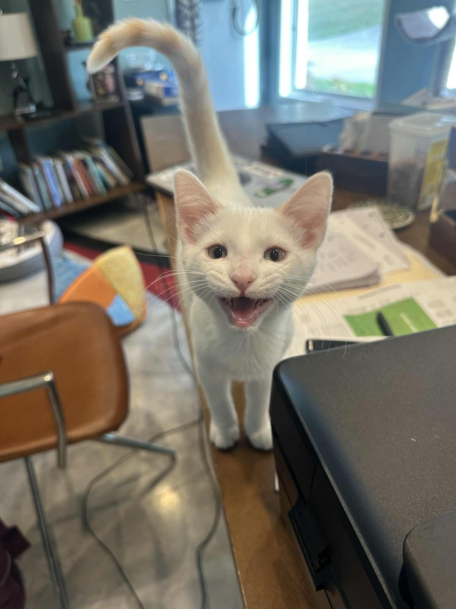 Enlarge Meringue, a Adopted mixed breed in Cincinnati, OH image 2/3