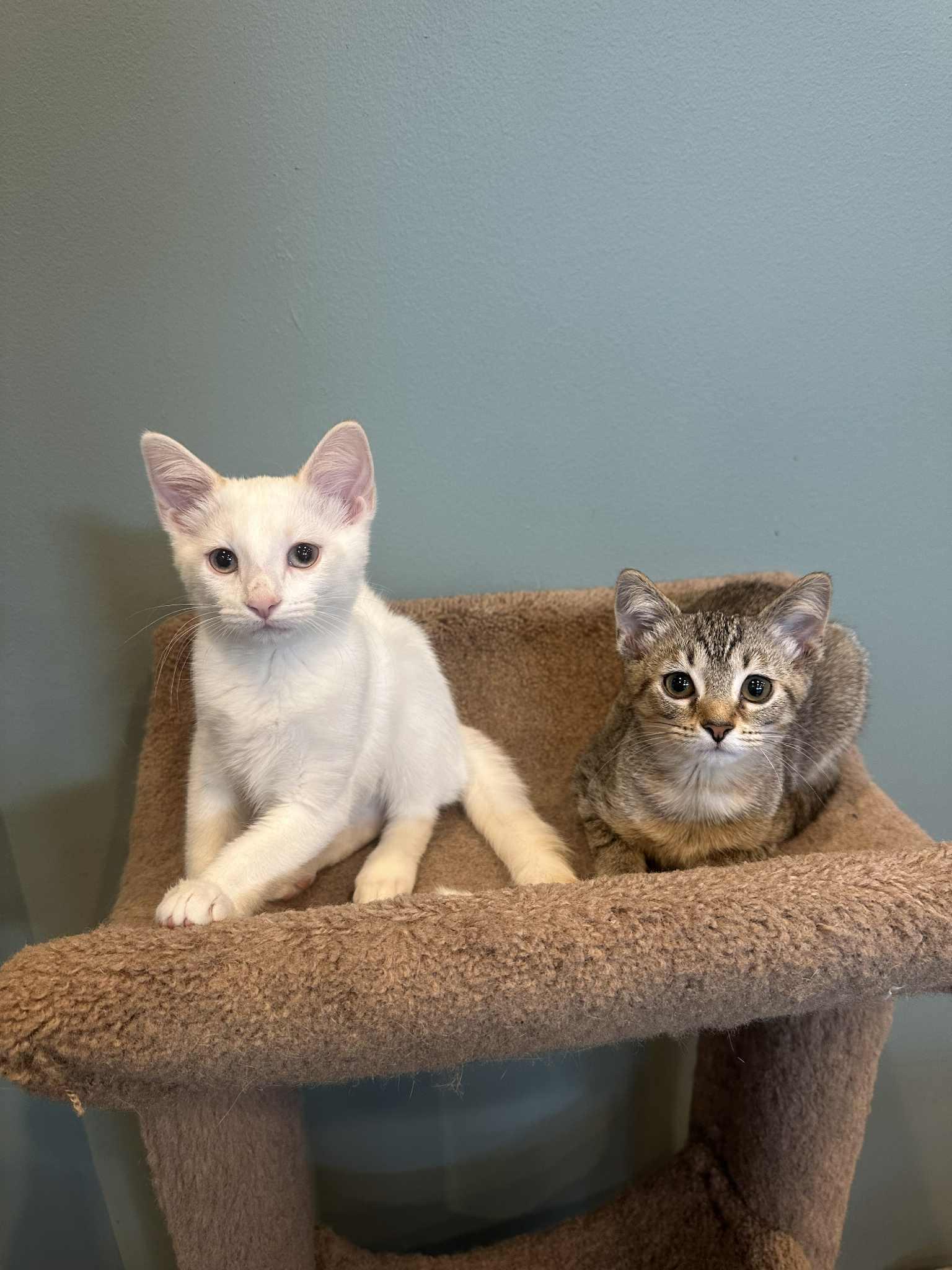 Enlarge Meringue, a Adopted mixed breed in Cincinnati, OH image 3/3