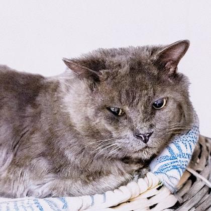 Teddy (FIV+), Adoptable, Adult Male Domestic Long Hair & Domestic Short Hair.