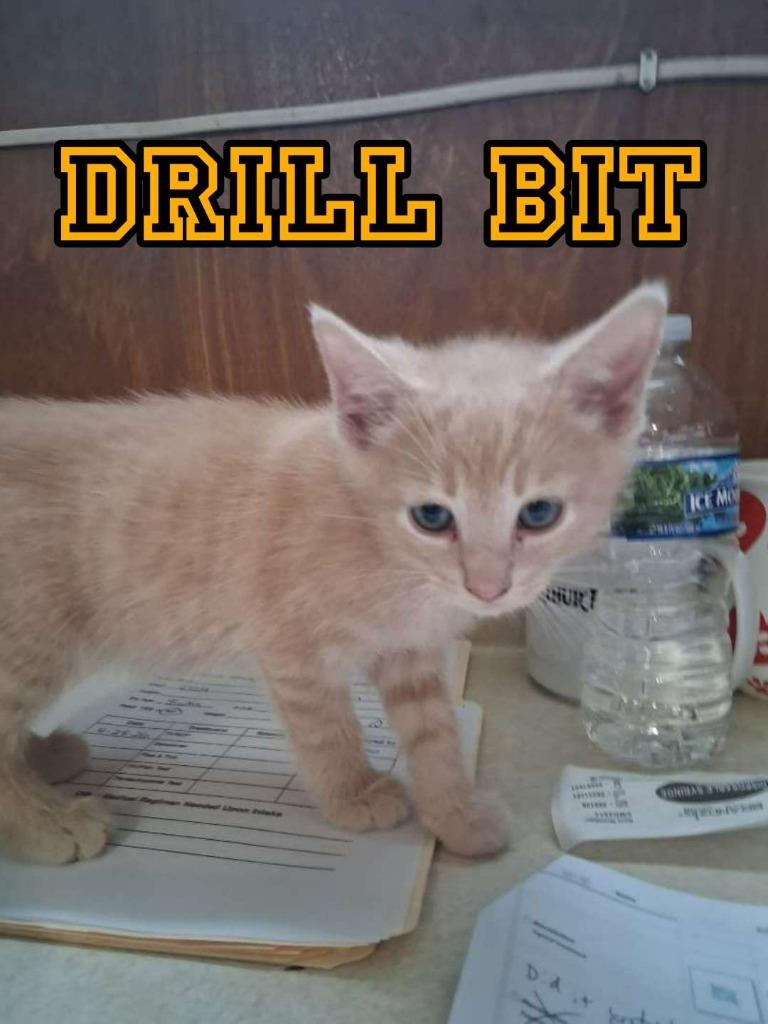 Drill Bit, Adoptable, Kitten Male Domestic Short Hair.
