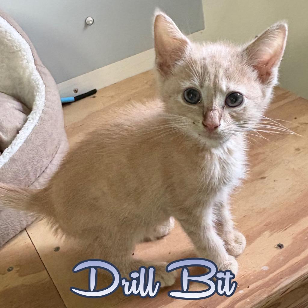 Drill Bit, a Adoptable Domestic Short Hair in Hillsboro, OH image 2/3