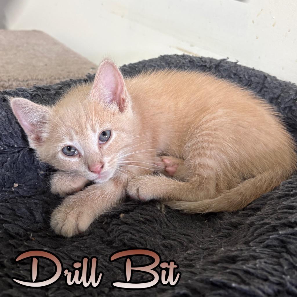 Drill Bit, a Adoptable Domestic Short Hair in Hillsboro, OH image 3/3