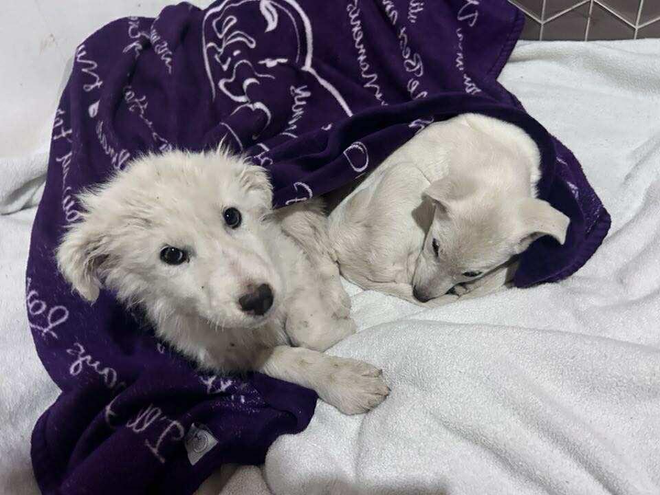Badger and Tayra (Bonded Pair)