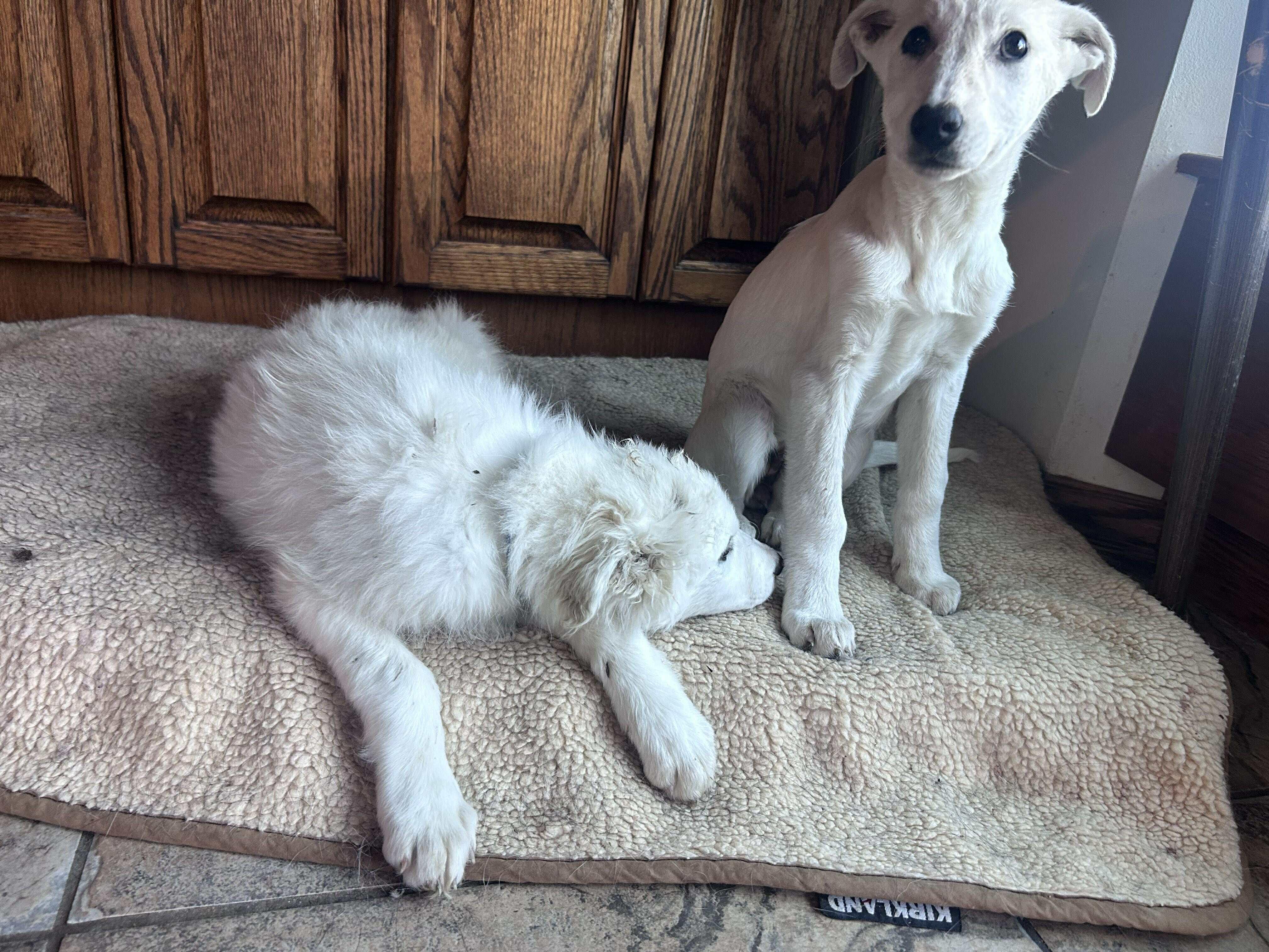 Badger and Tayra (Bonded Pair)
