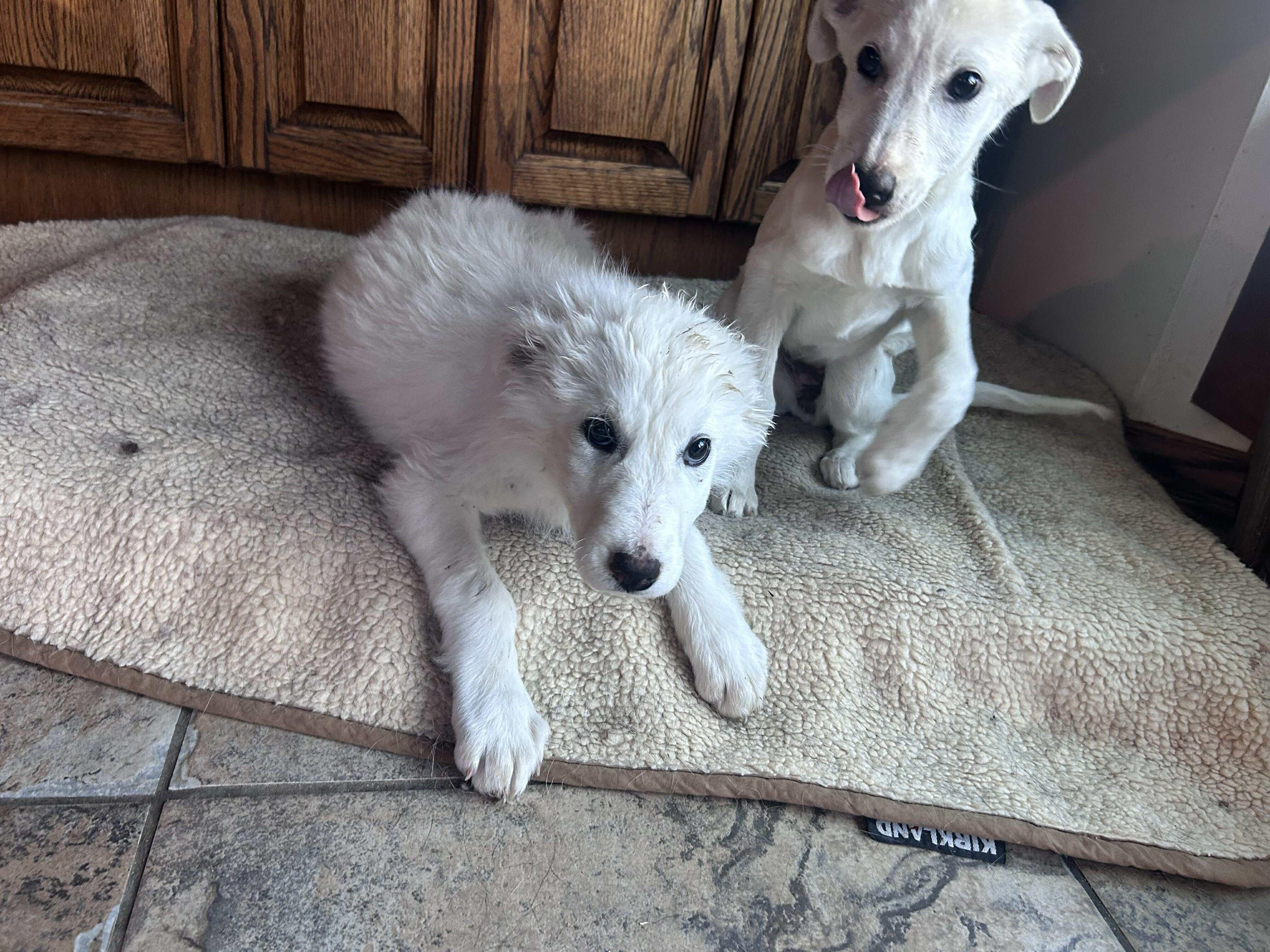 Badger and Tayra (Bonded Pair)