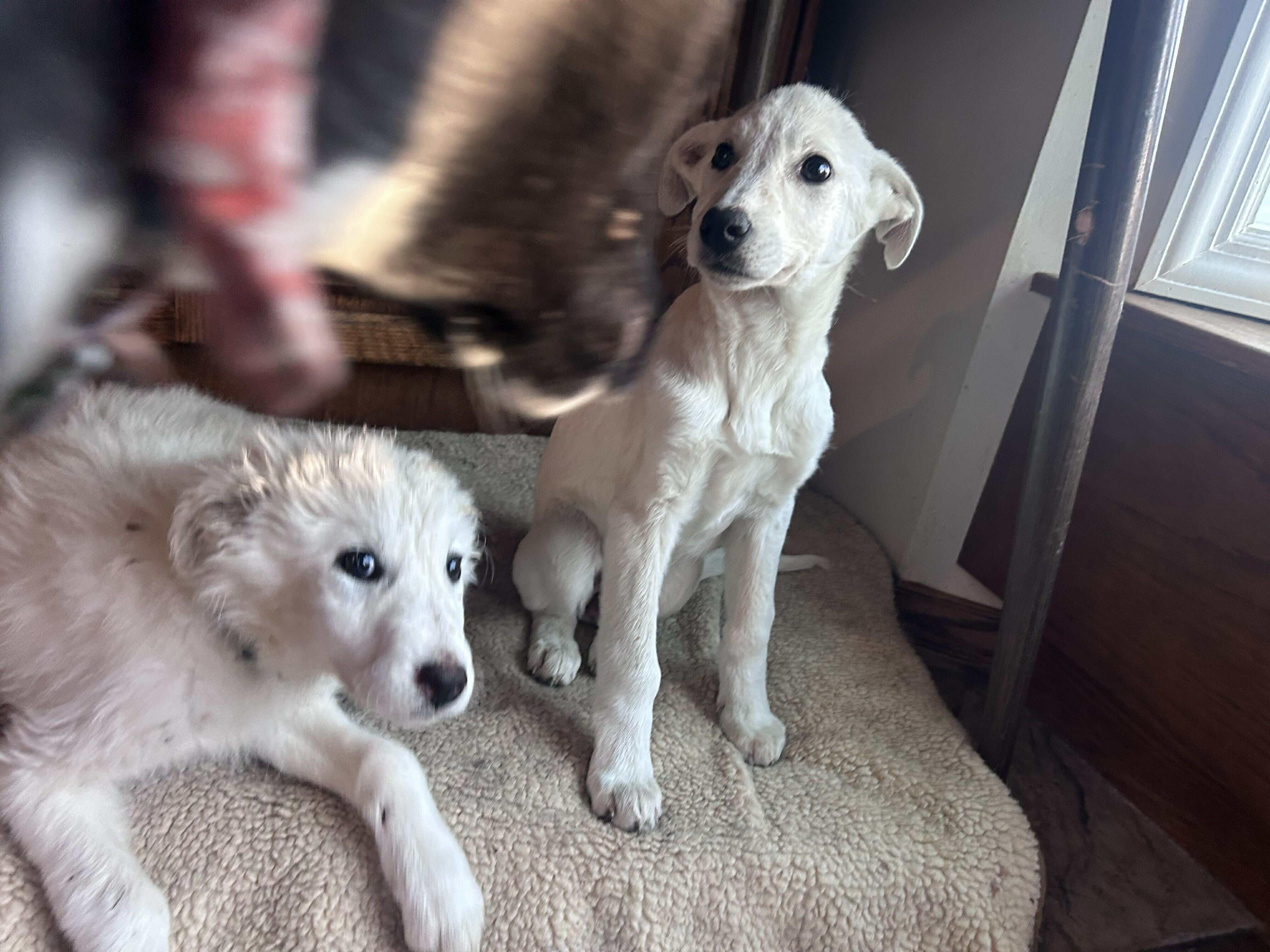 Badger and Tayra (Bonded Pair)