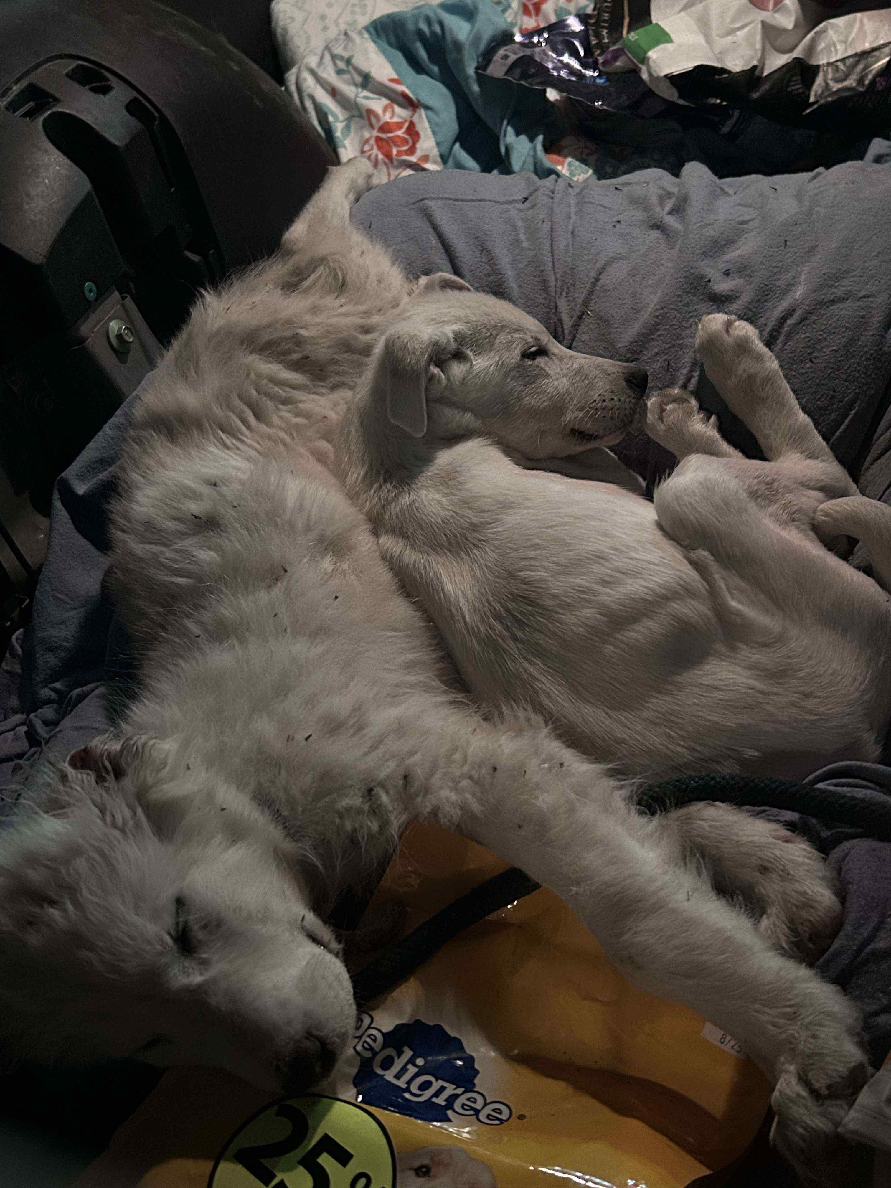 Badger and Tayra (Bonded Pair)