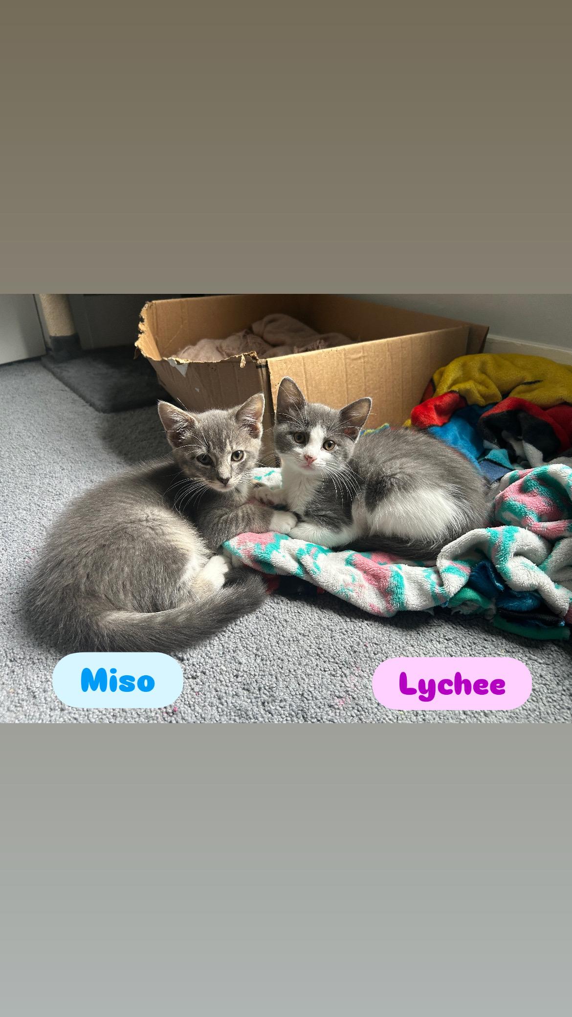 Enlarge Miso and Lychee, an adopted Domestic Short Hair in Canton, MA image 4/6
