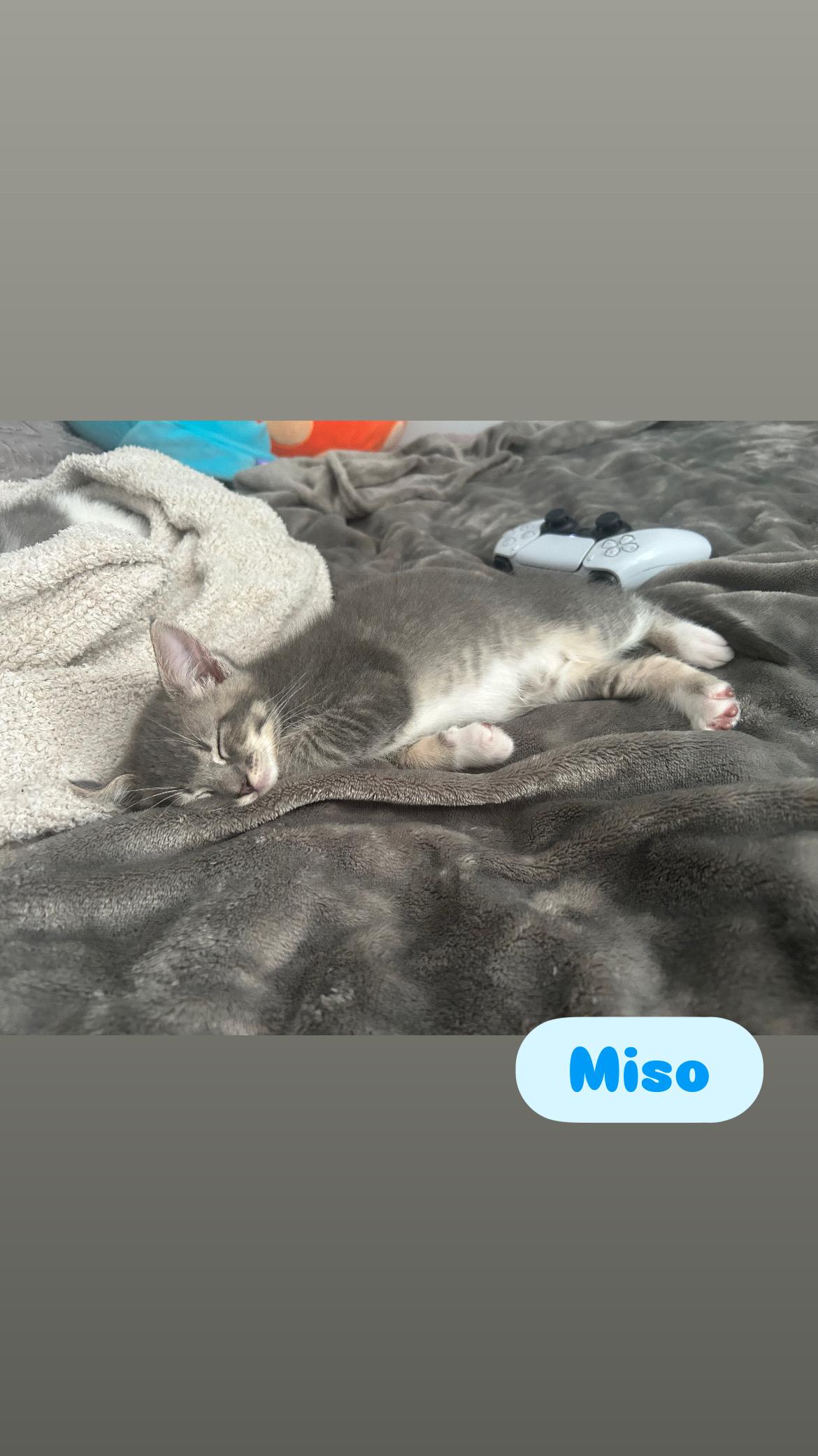 Enlarge Miso and Lychee, an adopted Domestic Short Hair in Canton, MA image 5/6