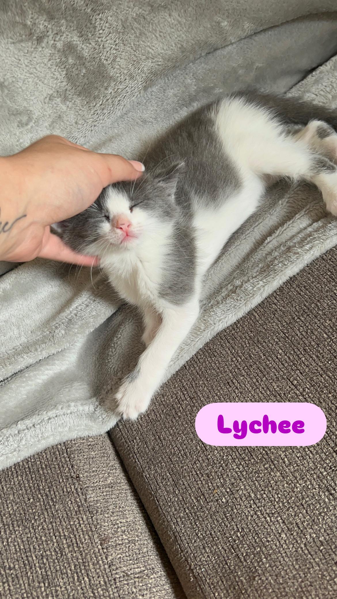 Enlarge Miso and Lychee, an adopted Domestic Short Hair in Canton, MA image 2/6