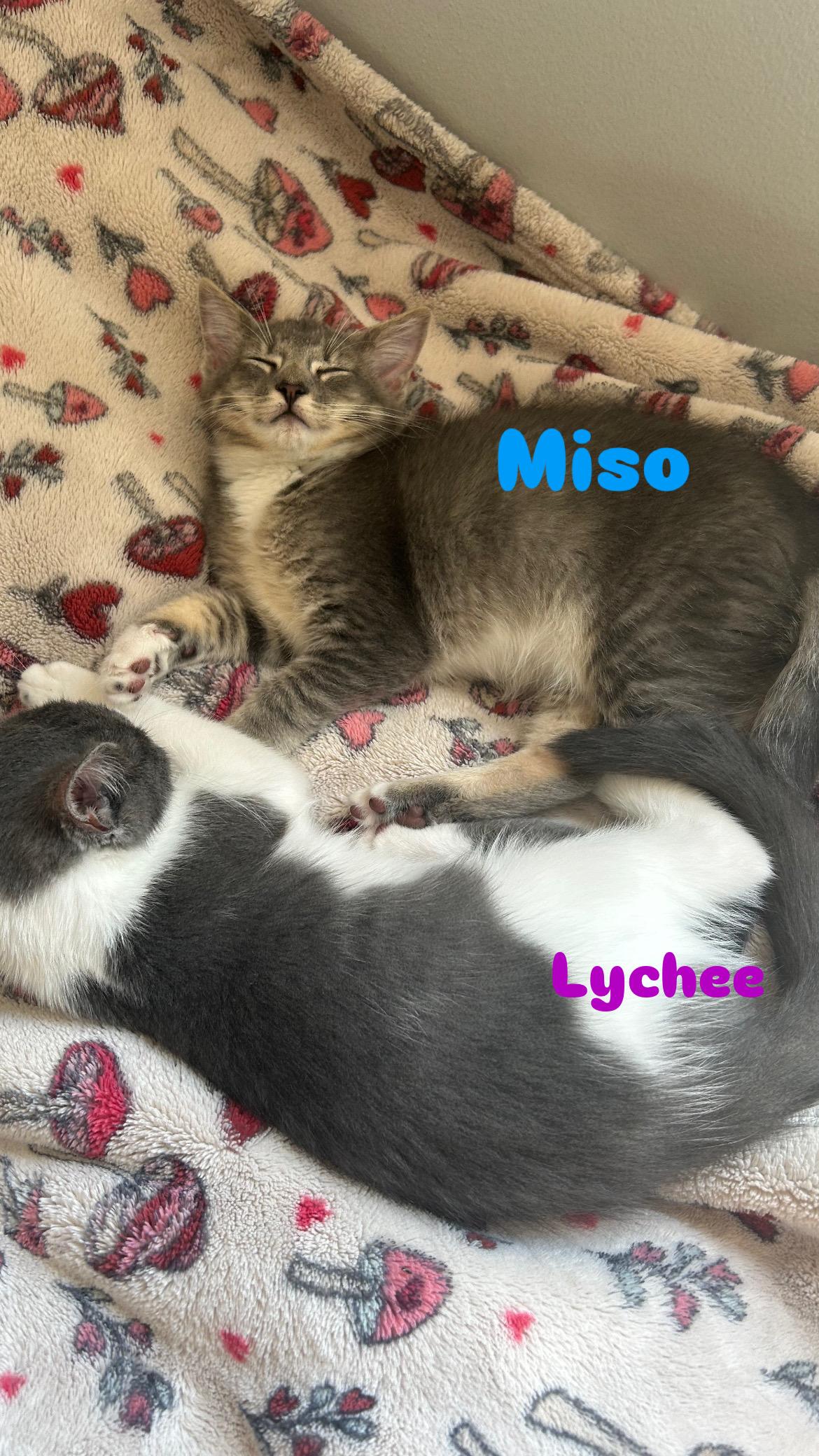 Enlarge Miso and Lychee, an adopted Domestic Short Hair in Canton, MA image 6/6