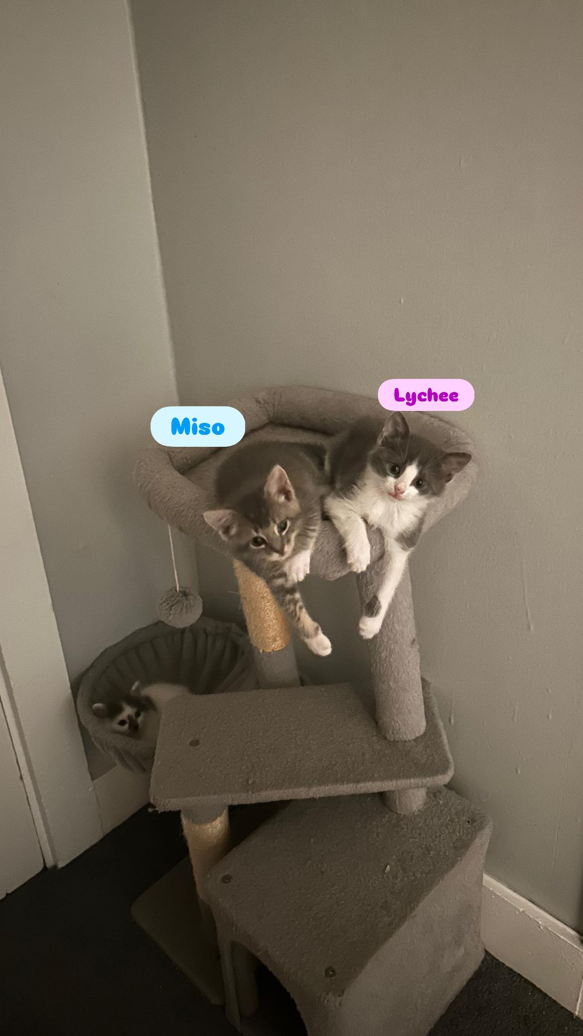 Miso and Lychee, adopted, Kitten Female Domestic Short Hair.
