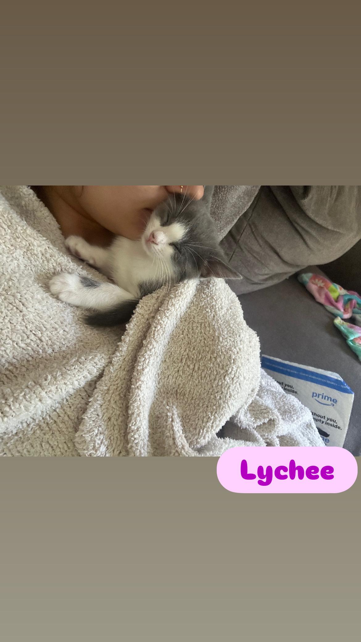 Enlarge Miso and Lychee, an adopted Domestic Short Hair in Canton, MA image 3/6