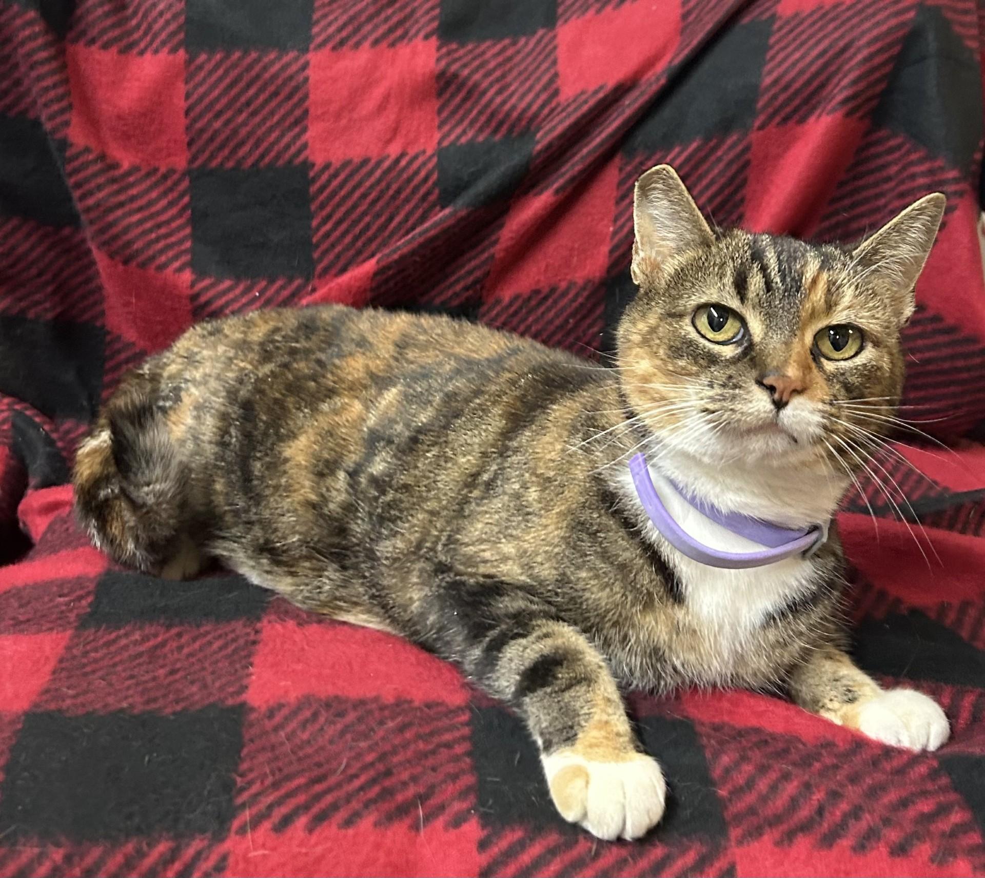 Enlarge Roxanne, a ADOPTABLE mixed breed in Grove, OK image 1/1