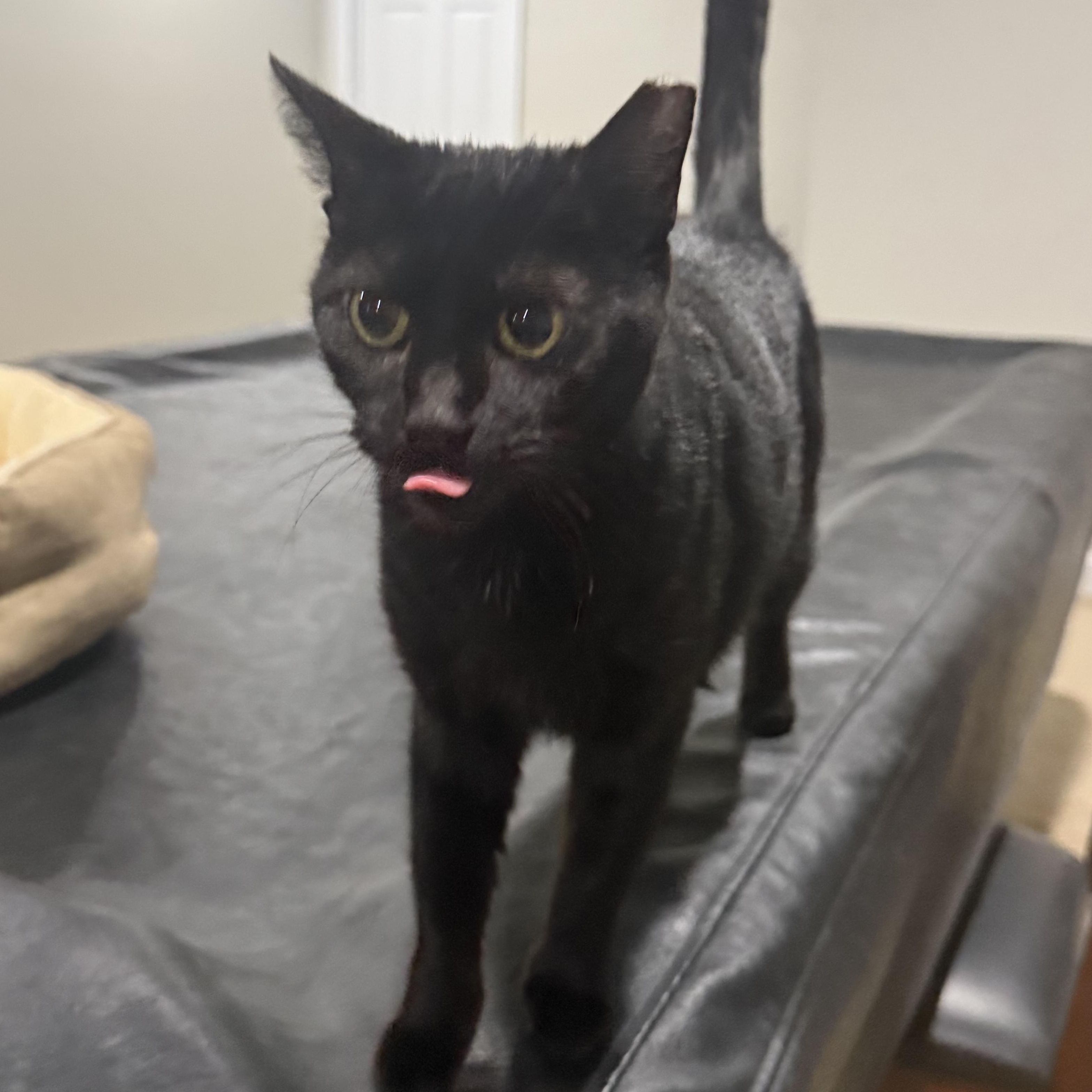 Enlarge Flat Tappet Cam of the Auto Parts (aka Cammie), a ADOPTABLE Domestic Short Hair in Sterling, VA image 5/5