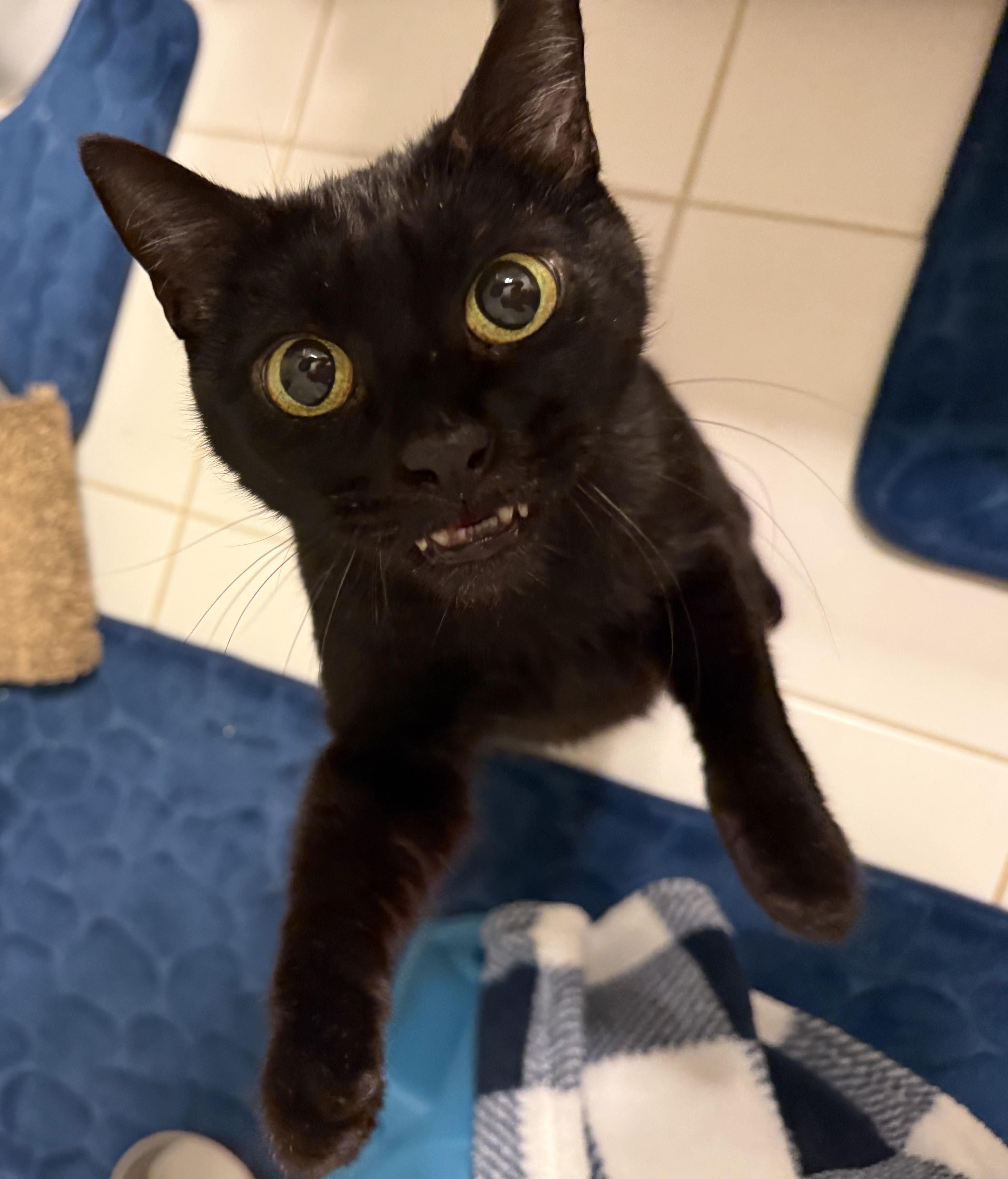 Enlarge Flat Tappet Cam of the Auto Parts (aka Cammie), a ADOPTABLE Domestic Short Hair in Sterling, VA image 4/5
