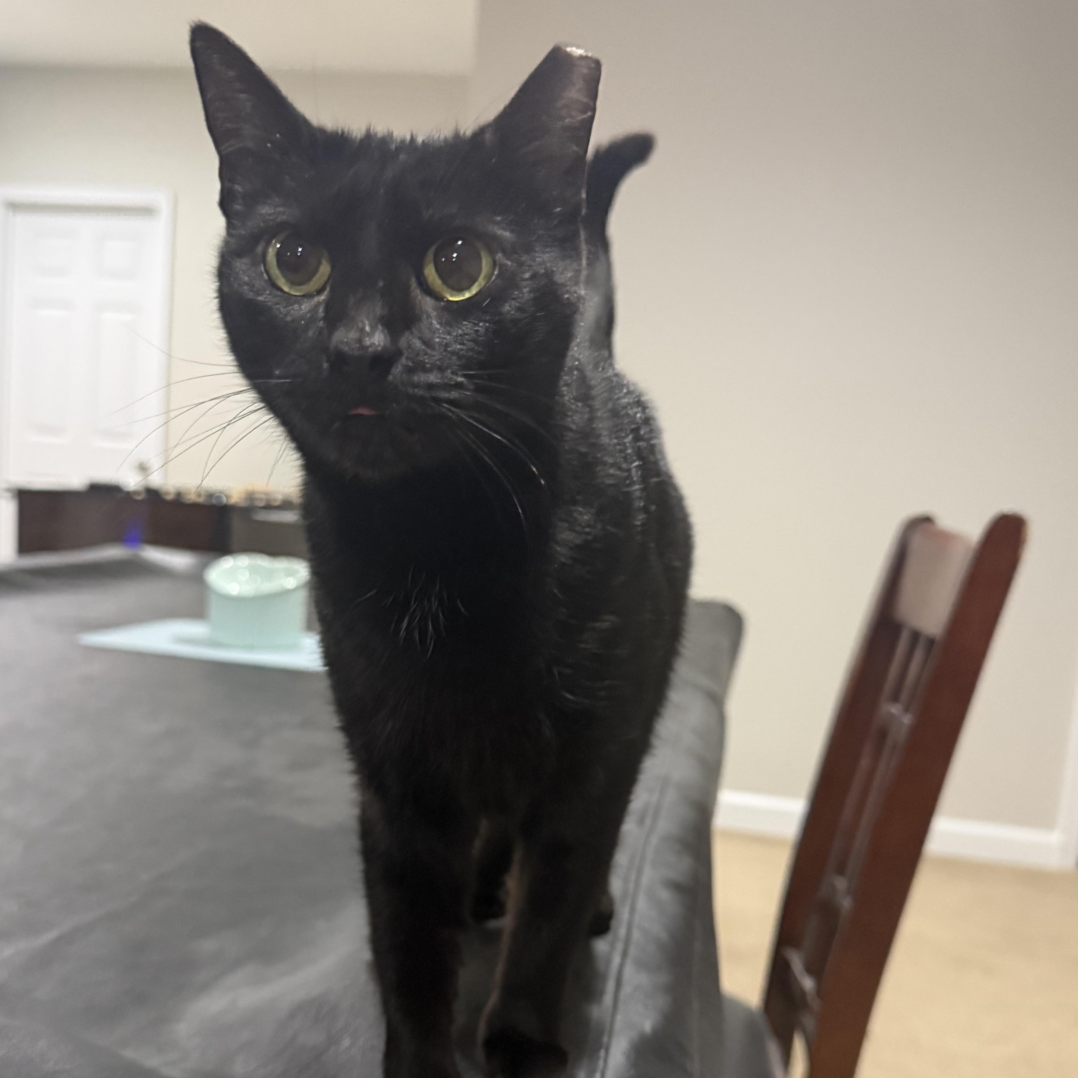 Enlarge Flat Tappet Cam of the Auto Parts (aka Cammie), a ADOPTABLE Domestic Short Hair in Sterling, VA image 3/5