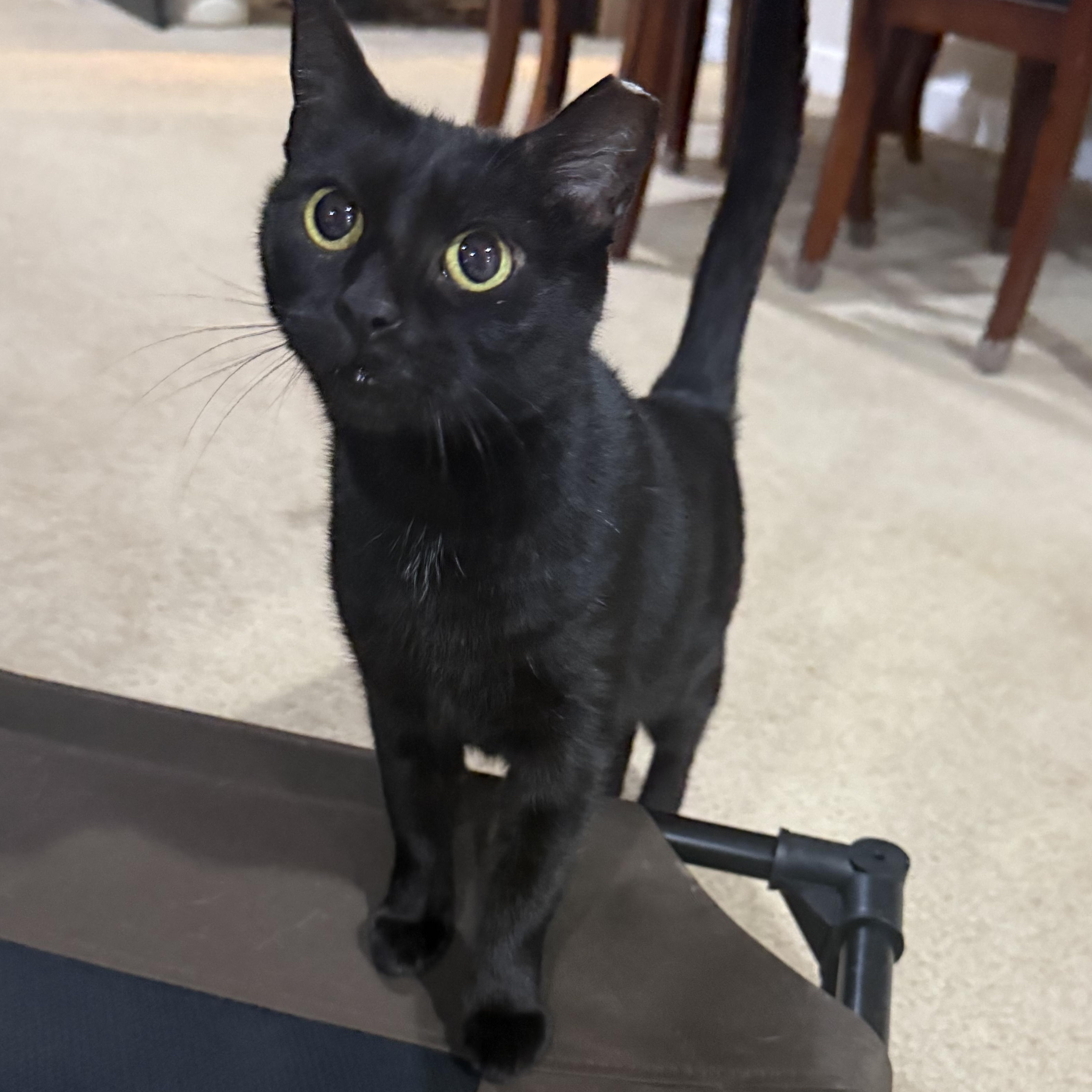 Enlarge Flat Tappet Cam of the Auto Parts (aka Cammie), a ADOPTABLE Domestic Short Hair in Sterling, VA image 2/5
