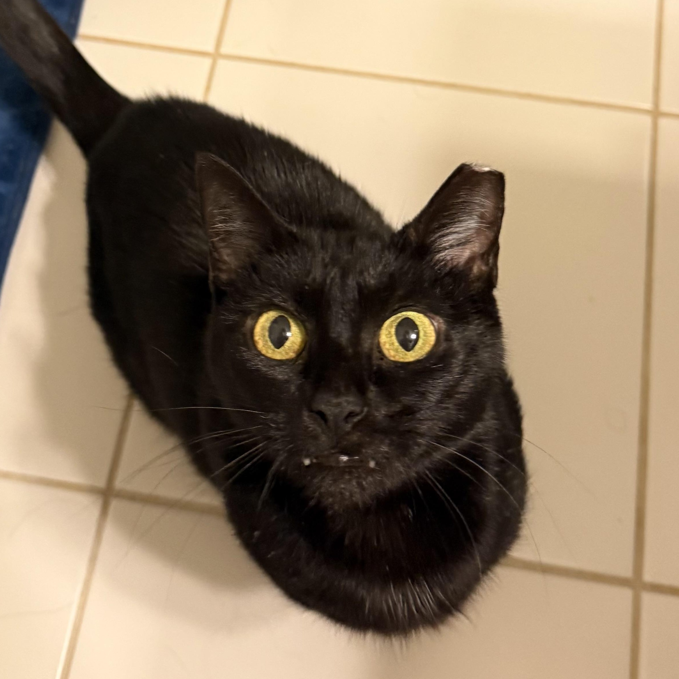 Enlarge Flat Tappet Cam of the Auto Parts (aka Cammie), a ADOPTABLE Domestic Short Hair in Sterling, VA image 1/5