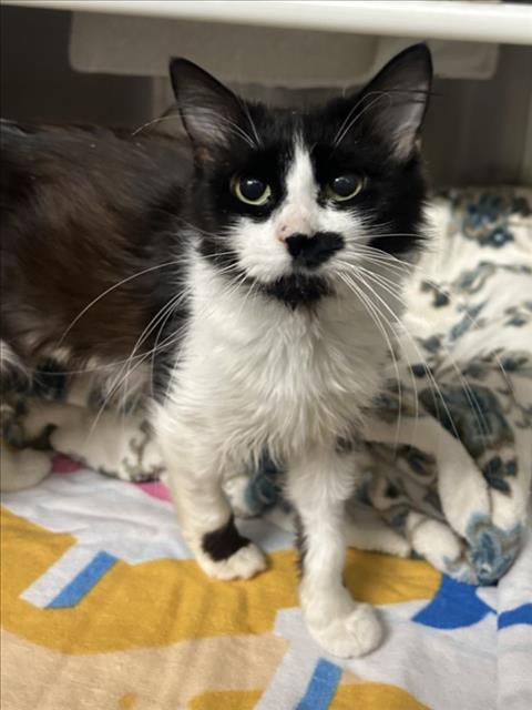 *MADDIE, Adoptable, Senior Female Domestic Medium Hair.