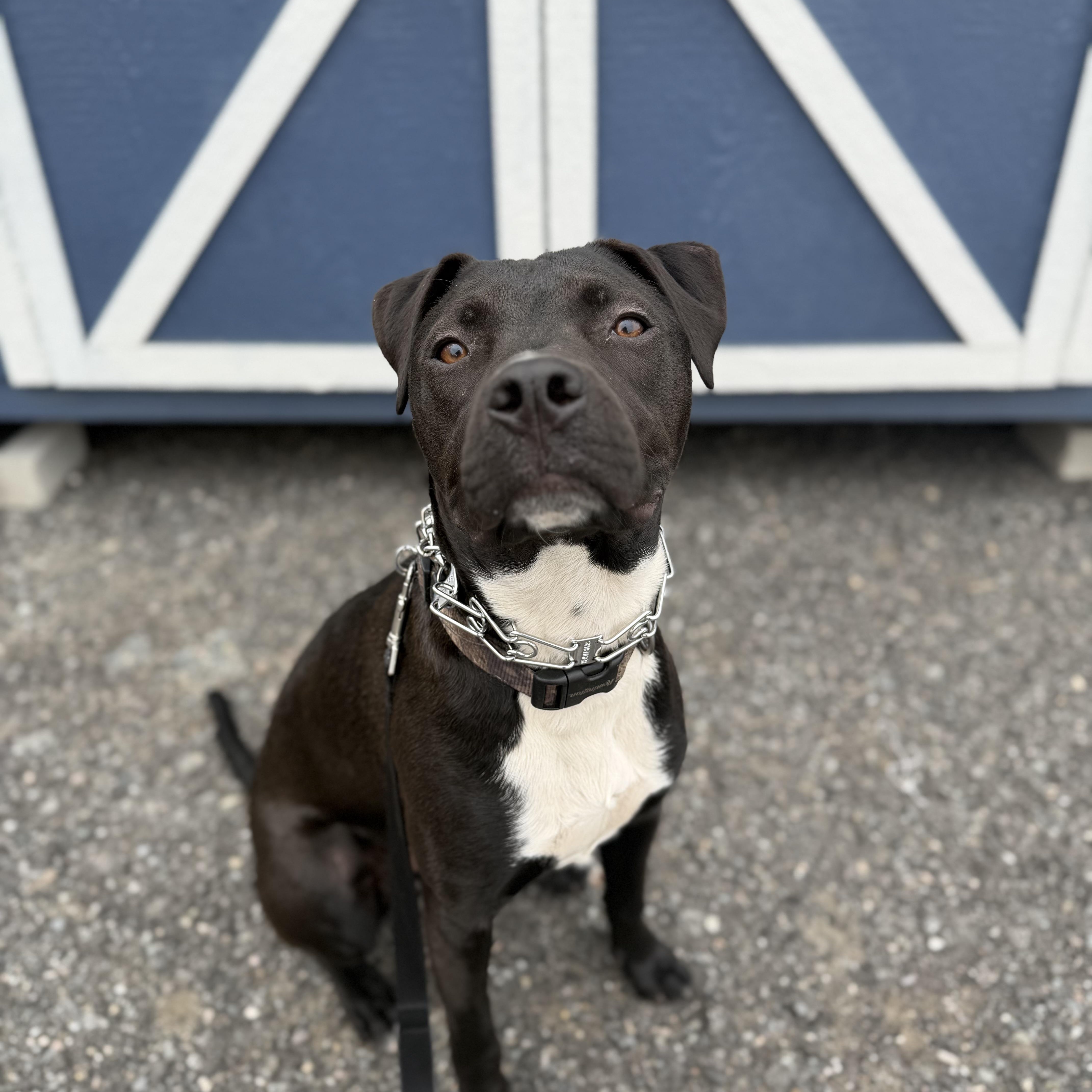 Enlarge Louie, a Adoptable mixed breed in Cumberland, RI image 4/6