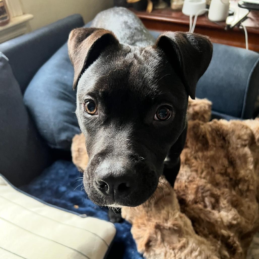 Enlarge Louie, a Adoptable mixed breed in Cumberland, RI image 6/6